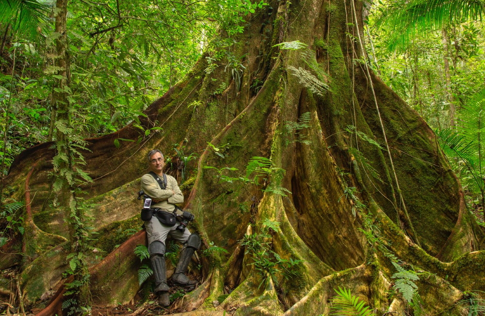 At the bottom of a huge figueira-gomeleira (Ficus gomelleira) in the Atlantic Forest (Mata Atlântica).