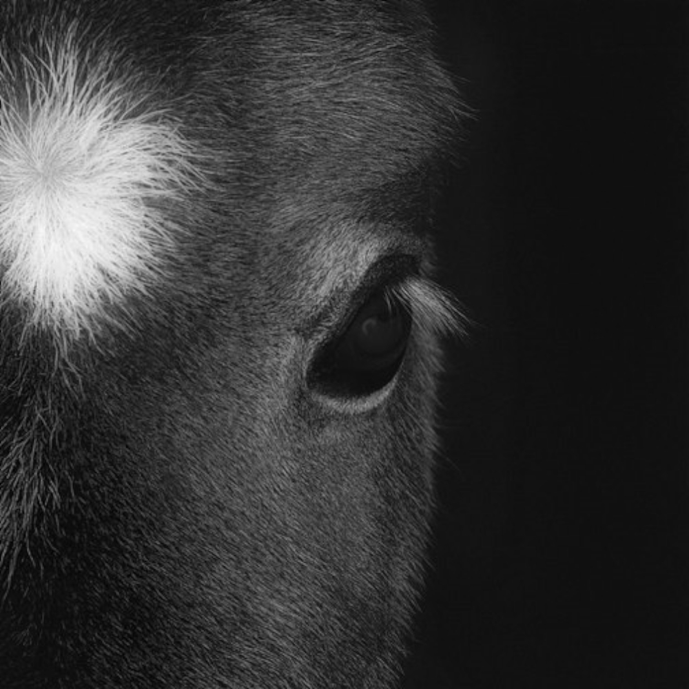 'Horses'-series: Jewel.