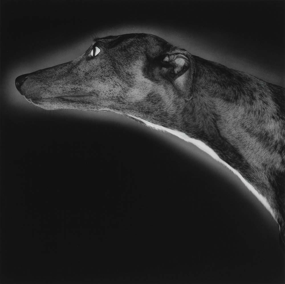 'dog': Greyhound Miss Hiss.