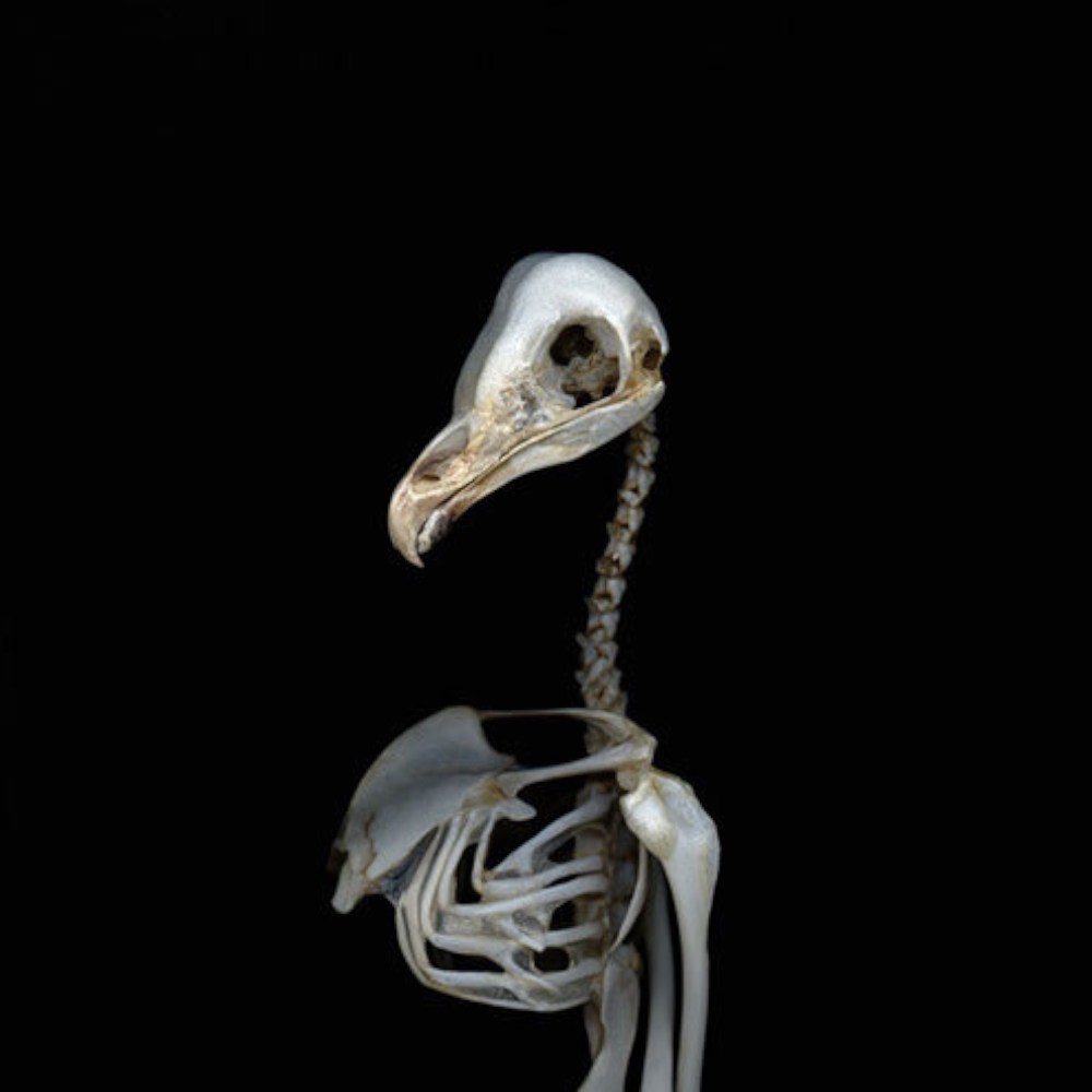 ‚Elegy‘-series: initial focus on this project was birds' skeletons first.