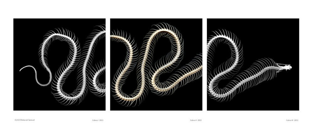 'Cobra I /II / III' (from ‚Elegy‘): a cobra in a triptych is one notable work amongst other vertebrates‘ remains in that series.