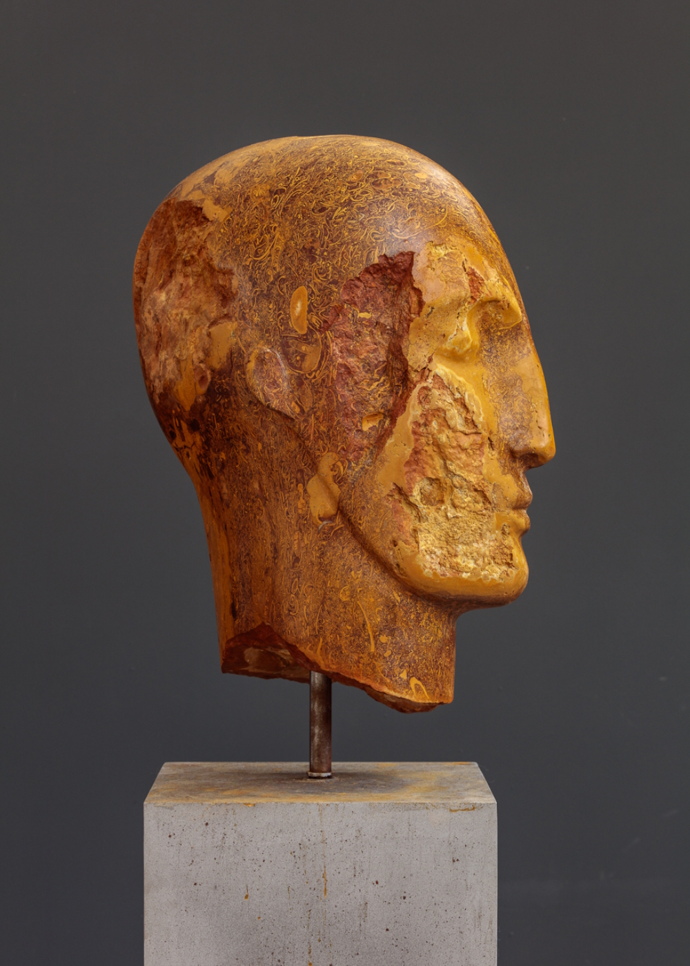'Shelley Head' (2022); Jaisalmer (Habur), height: 49 cm.