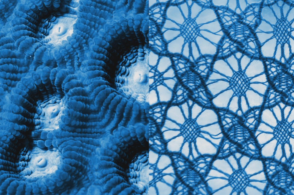 Astonishing similarities that melt: the structure of corals (left) and the patterns of boppin lace (right) resemble each other. becaus of the structural similiarity.
