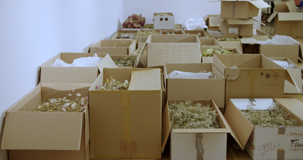 'Seasons' (2021, behind the scenes): Mrs. Law's vast flower-collection stored in cardboard boxes
