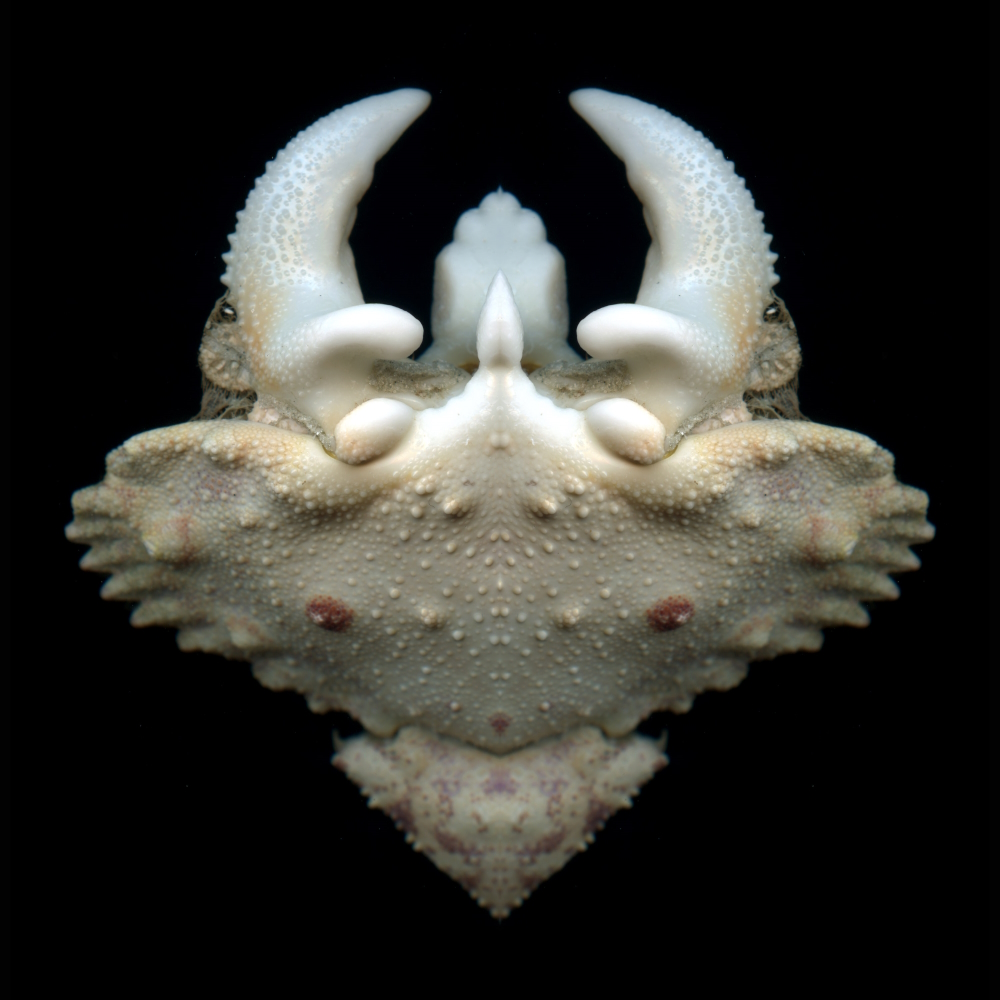 'Shamefaced' (FETISH series): 